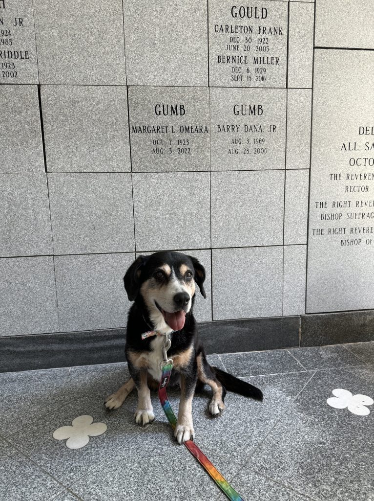 Casey sitting beside family memorial plaques with a rainbow leash.