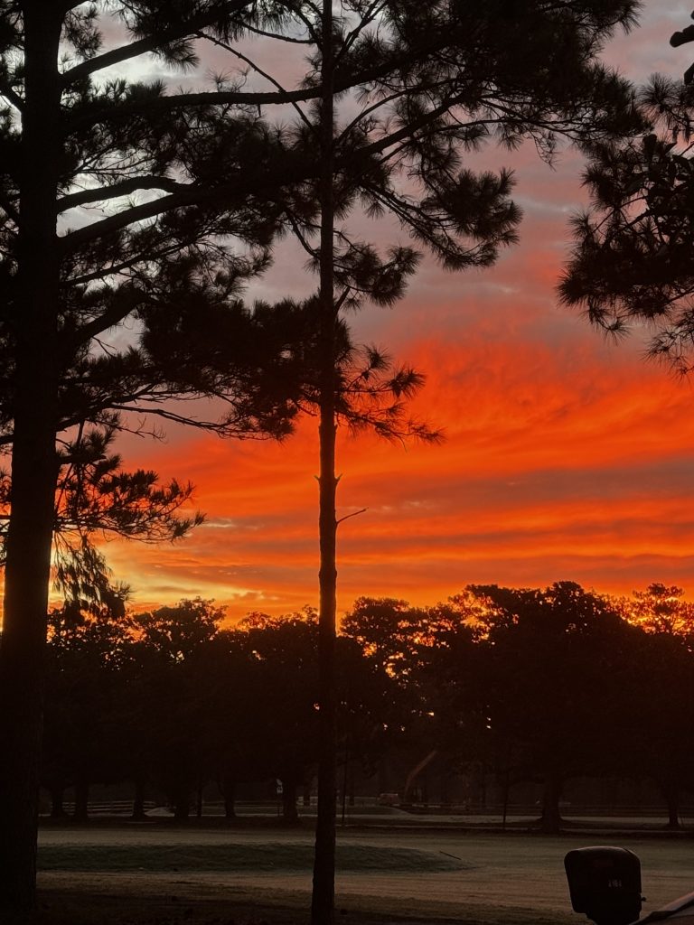 A vivid orange-red sunset behind silhouetted pine trees.